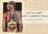 بررسی آناتومی عملکردی بدن انسان و ارتباط ساختارهای آن با یکدیگر
