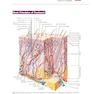 Skin Disease: Diagnosis and Treatment 4th Edition 2018