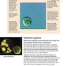IB Biology Course Book Oxford IB Diploma Program