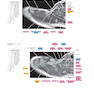 Sectional Anatomy by MRI and CT