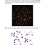 Handbook of New Genetic Diagnostic Technologies in Reproductive Medicine