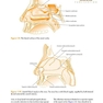 ENT: An Introduction and Practical Guide