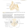 ENT: An Introduction and Practical Guide