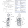 Sectional Anatomy for Imaging Professionals