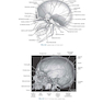 Sectional Anatomy for Imaging Professionals