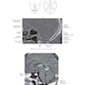 Sectional Anatomy for Imaging Professionals