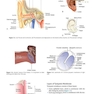 Diseases of Ear, Nose and Throat