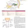 Diseases of Ear, Nose and Throat