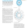 اطلس طب سوزنی Atlas of Acupuncture