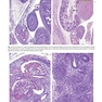  آسیب شناسی جراحی ارولوژیک نسخه 4 Urologic Surgical Pathology 2020