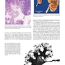  آسیب شناسی جراحی ارولوژیک نسخه 4 Urologic Surgical Pathology 2020