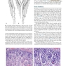  آسیب شناسی جراحی ارولوژیک نسخه 4 Urologic Surgical Pathology 2020