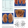  آسیب شناسی جراحی ارولوژیک نسخه 4 Urologic Surgical Pathology 2020