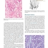  آسیب شناسی جراحی ارولوژیک نسخه 4 Urologic Surgical Pathology 2020