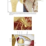 Management of Temporomandibular Disorders and Occlusion 2020