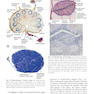 Basic Immunology: Functions and Disorders of the Immune System
