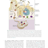 Basic Immunology: Functions and Disorders of the Immune System
