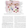 Basic Immunology: Functions and Disorders of the Immune System