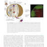Basic Immunology: Functions and Disorders of the Immune System