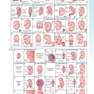 The Developing Human: Clinically Oriented Embryology 2019
