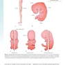 The Developing Human: Clinically Oriented Embryology 2019
