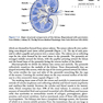 Vanders Renal Physiology, 9th Edition 2018