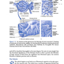 Vanders Renal Physiology, 9th Edition 2018