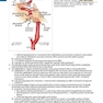 Handbook of Neurosurgery2020  9th Edition