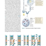 The Cell: A Molecular Approach 8th Edition 2019
