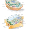 The Cell: A Molecular Approach 8th Edition 2019