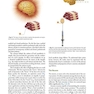 Handbook of Local Anesthesia 7th ed. Edition 2020 کتاب راهنمای بی حسی موضعی