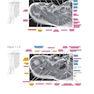 Sectional Anatomy by MRI and CT, 4th Edition2016