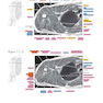 Sectional Anatomy by MRI and CT, 4th Edition2016