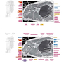 Sectional Anatomy by MRI and CT, 4th Edition2016