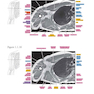 Sectional Anatomy by MRI and CT, 4th Edition2016