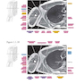 Sectional Anatomy by MRI and CT, 4th Edition2016