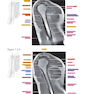 Sectional Anatomy by MRI and CT, 4th Edition2016