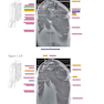 Sectional Anatomy by MRI and CT, 4th Edition2016