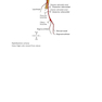Instant Anatomy, 5th Edition2016