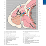 Pocket Atlas of Sectional Anatomy, Volume III, 2nd Edition 2017