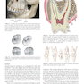 Sturdevant’s Art and Science of Operative Dentistry, 7th Edition2018