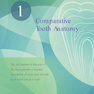 Woelfels Dental Anatomy Ninth Edition 2017