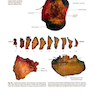 Atlas of Surgical Pathology Grossing  (Atlas of Anatomic Pathology) 1st ed. 2019 Edicion