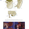 Human Embryology and Developmental Biology 6th Edition2019