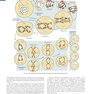 Human Embryology and Developmental Biology 6th Edition2019