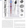 Human Embryology and Developmental Biology 6th Edition2019