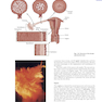 Human Embryology and Developmental Biology 6th Edition2019