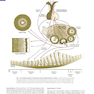 Human Embryology and Developmental Biology 6th Edition2019
