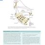 Human Embryology and Developmental Biology 6th Edition2019
