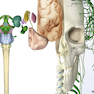 The Human Brain Book: An Illustrated Guide to its Structure, Function, and Disorders2019